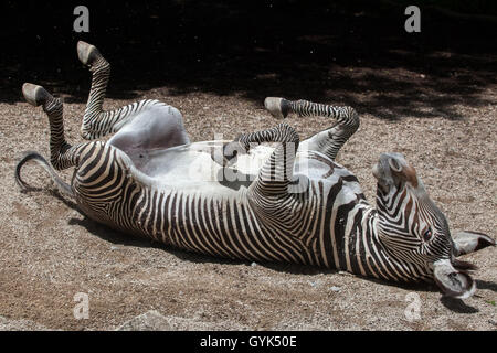 Di Grevy zebra (Equus grevyi), noto anche come l'imperial zebra rotolamento in polvere presso lo Zoo di Augusta in Baviera, Germania. Foto Stock