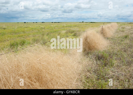 Campo verde con erba catturati nel recinto di filo spinato in outback Foto Stock