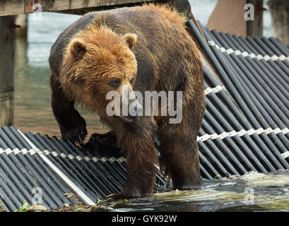 Orso bruno preda di attesa sul recinto per conto per i pesci. Kurile Lago. Foto Stock