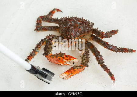 Re kamchatka crab pone per la telecamera. Foto Stock