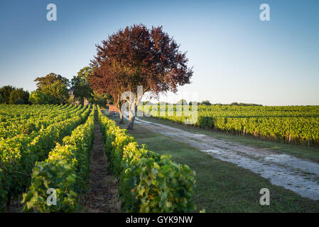 Vigneto, Aquitaine, Gironde, Pauillac-Medoc, Francia Foto Stock