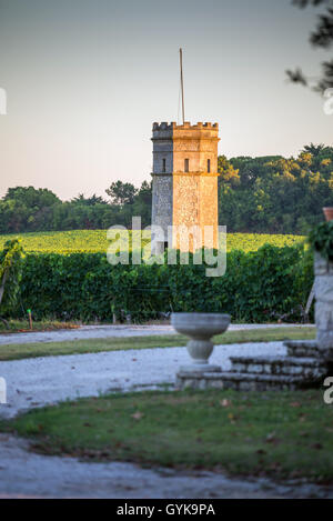 Vigneto, Aquitaine, Gironde, Pauillac-Medoc, Francia Foto Stock