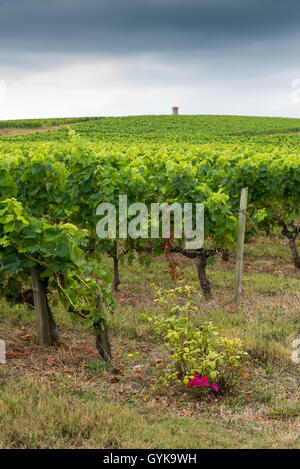 Vigneto in Medoc, Gironde, Francia, Médoc Cru Bourgeois Superieur, Europa Foto Stock