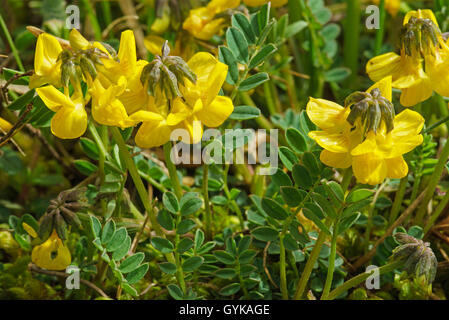 Piccolo scorpion vetch, piccolo scorpion-veccia (Coronilla vaginalis, Coronilla vaginata), fioritura, Austria, Tirolo, Tannheimer Tal Foto Stock