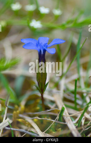 La molla la genziana (Gentiana verna), fiore, vista laterale, in Germania, in Baviera, Oberbayern, Alta Baviera, Ammergebirge Foto Stock