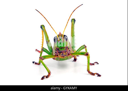 Suedamerikanische Riesenheuschrecke, Riesenheuschrecke (Tropidacris collaris), Freisteller | cavalletta gigante (Tropidacris coll Foto Stock