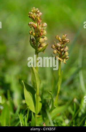 Frog orchid (Coeloglossum viride), che sboccia in un prato, Austria, Tirolo, Regione Hahnenkamm Foto Stock