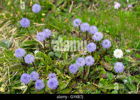 Globo daisy (Globularia nudicaulis), fioritura, Austria, Tirolo, Hahntennjoch Foto Stock