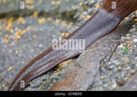 Eurasian castoro europeo castoro (Castor fiber), close-up della coda, in Germania, in Baviera, Oberpfalz Foto Stock