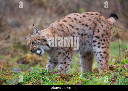 Nord (Lynx Lynx Lynx lynx), raccoglie un catturato colomba Foto Stock