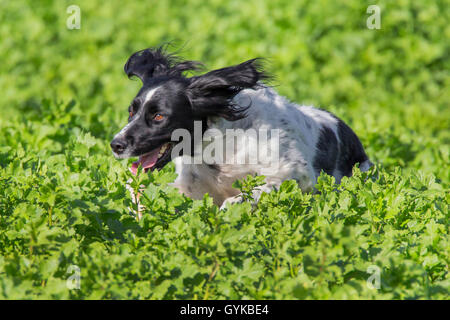 Grande Munsterlander (Canis lupus f. familiaris), in esecuzione attraverso un campo musard, Germania Foto Stock