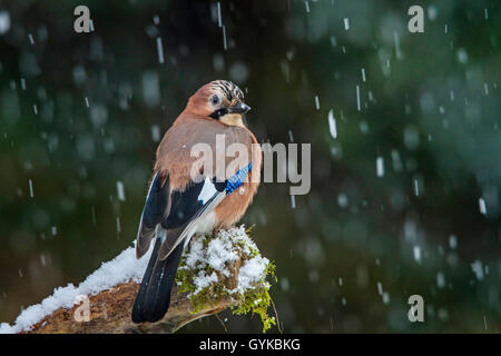 Jay (Garrulus glandarius), seduto alla caduta di neve su un vecchio ramo, Svizzera, Sankt Gallen Foto Stock