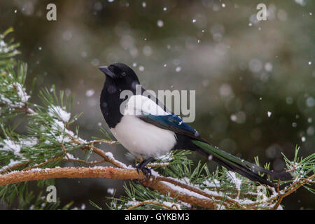 Nero-fatturati gazza (Pica pica), seduto alla caduta di neve su un ramo di conifere, Svizzera, Sankt Gallen Foto Stock