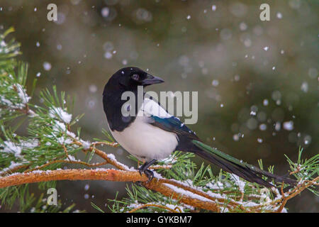 Nero-fatturati gazza (Pica pica), seduto alla caduta di neve su un ramo di conifere e guardando indietro, Svizzera, Sankt Gallen Foto Stock