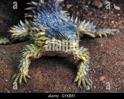 Sungazer, giant cinto lucertola gigante, zonure spinytail gigante lizard (Cordylus giganteus), sul terreno, vista frontale Foto Stock