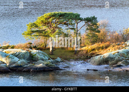 Pino silvestre, pino silvestre (Pinus sylvestris), Pini sull isola in Oslofjord, Norvegia Akershus, Oslofjord Foto Stock