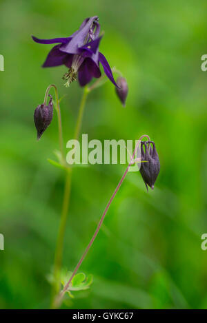 Aquilegia scura, nonna cofano, rosso scuro (Columbine Aquilegia atrata), fioritura, Austria, Tirolo, Tiroler Lech Foto Stock