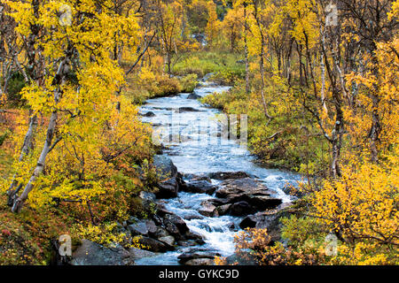 La betulla (Betula spec.), autunno su Saltfjellet, Norvegia, Nordland, Saltfjellet Svartisen National Park Foto Stock