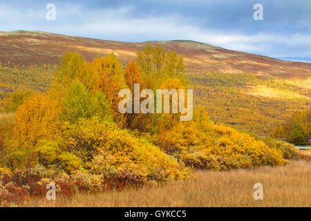 Autunno su Dovrefjell, Norvegia, Oppland, Dovrefjell Sunndalsfjella Parco Nazionale Foto Stock