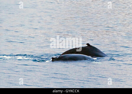 Humpback Whale (Megaptera novaeangliae), le balene con la Gobba nel Kattfjorden, Norvegia, Troms, Kvaloeya, Kattfjorden Foto Stock