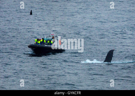 Humpback Whale (Megaptera novaeangliae), whale safari in barca vicino sommergendo Humpback Whale, Norvegia, Fylke Troms, Senja Mefjord Foto Stock