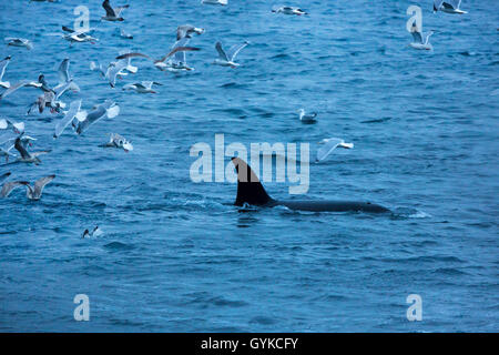 Orca, grande balena killer, grampus (Orcinus orca), Gregge di gabbiani su un orca a caccia di aringhe, Norvegia, Fylke Troms, Senja Steinfjorden Foto Stock