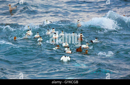 Eider comune (Somateria mollissima), nuoto gregge la ricerca di cibo nel surf, Norvegia, Fylke Troms, Senja Steinfjorden Foto Stock