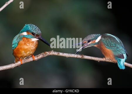 Fiume kingfisher (Alcedo atthis), due martin pescatore su un ramoscello, Germania Foto Stock