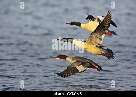 Smergo maggiore (Mergus merganser), maschio e femmina volare insieme sull'acqua, vista laterale, Germania Foto Stock