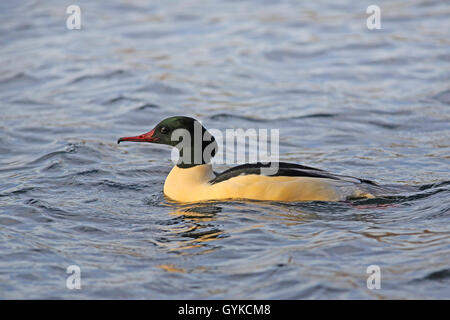 Smergo maggiore (Mergus merganser), nuoto drake, vista laterale, Germania Foto Stock