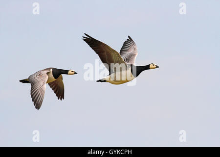 Barnacle goose (Branta leucopsis), due in volo, Germania Foto Stock