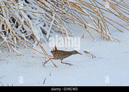 Porciglione (Rallus aquaticus), wals nella neve, Germania Foto Stock