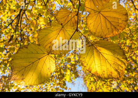 Grandi lasciava in calce, tiglio (Tilia platyphyllos), foglie di autunno, in Germania, in Baviera Foto Stock