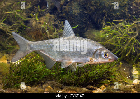 Est europeo, ORATE zaehrte, Baltico, vimba Vimba breme, VIMBA, Zanthe, Zarte (Vimba vimba, abramis vimba), nuoto, Germania Foto Stock