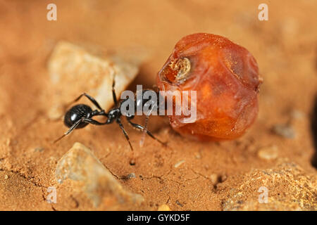 Ameisen (Formicidae), schwarze Ameise traegt eine Frucht zum Nest | formiche (Formicidae), ant portando un frutto verso il suo nido | B Foto Stock