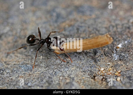 Ameisen (Formicidae), schwarze Ameise traegt eine Stoeckchen zum Nest | formiche (Formicidae), ant portando un ramoscello verso il suo nido Foto Stock