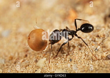 Ameisen (Formicidae), schwarze Ameise traegt die Frucht eines Gauchheils zum Nest | formiche (Formicidae), ant portando un frutto towa Foto Stock