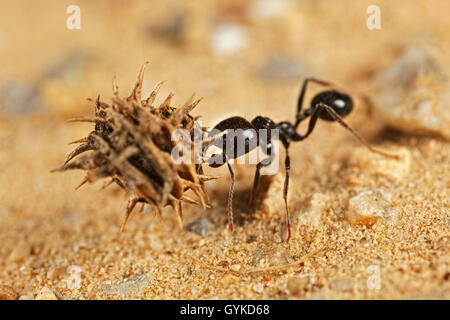 Ameisen (Formicidae), schwarze Ameise traegt die Frucht eines Schneckenklees zum Nest | formiche (Formicidae), ant portando un frutto Foto Stock