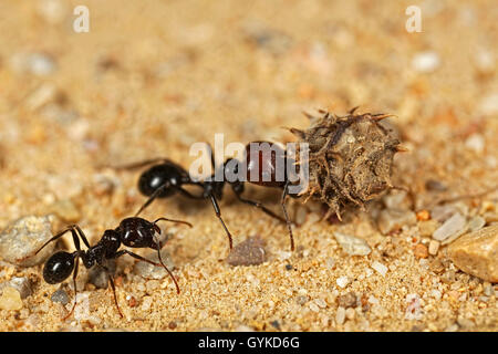 Ameisen (Formicidae), schwarze Ameise traegt die Frucht eines Schneckenklees zum Nest | formiche (Formicidae), ant portando un frutto Foto Stock