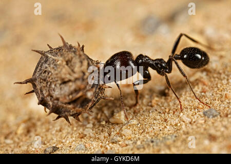 Ameisen (Formicidae), schwarze Ameise traegt die Frucht eines Schneckenklees zum Nest | formiche (Formicidae), ant portando un frutto Foto Stock