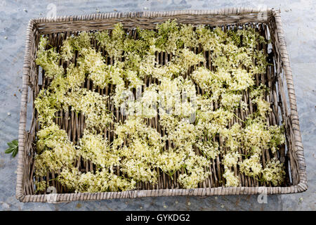 Nero europeo sambuco, Sambuco, Comune di sambuco (Sambucus nigra), fiori raccolti per l'asciugatura Foto Stock