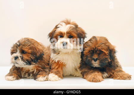 Lhasa Apso (Canis lupus f. familiaris), tre otto settimane vecchi adorabili cuccioli in un studio, sfondo bianco Foto Stock