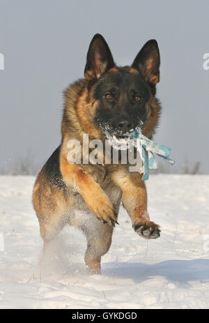 Pastore Tedesco cane (Canis lupus f. familiaris), in esecuzione nella neve con un giocattolo in snout, vista frontale, Germania Foto Stock