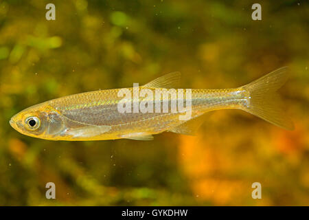 Comune alborella Alborella (Alburnus alburnus), nuoto Foto Stock