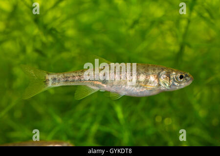 Minnow, Eurasian minnow (Phoxinus phoxinus), femmina, Germania Foto Stock