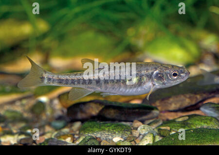 Minnow, Eurasian minnow (Phoxinus phoxinus), femmina, Germania Foto Stock