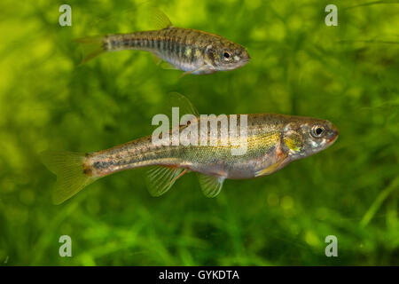 Minnow, Eurasian minnow (Phoxinus phoxinus), femmine, Germania Foto Stock