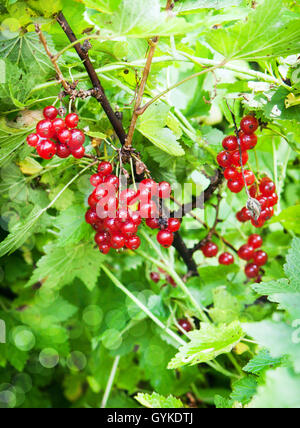 Mazzetto di fresche e mature di ribes rosso berry sulla boccola Foto Stock