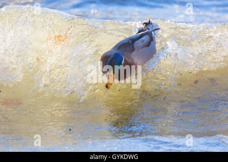 Il germano reale (Anas platyrhynchos), Drake surf su un pendolamento billow, in Germania, in Baviera, il Lago Chiemsee Foto Stock