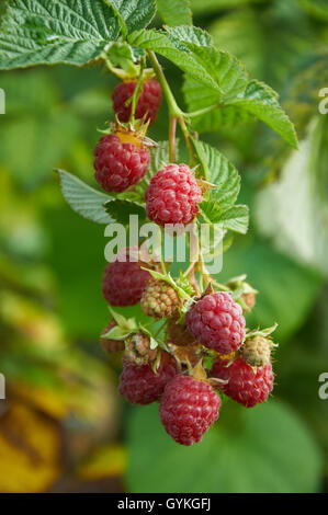 Settembre il ramo di lampone con big red bacche mature Foto Stock